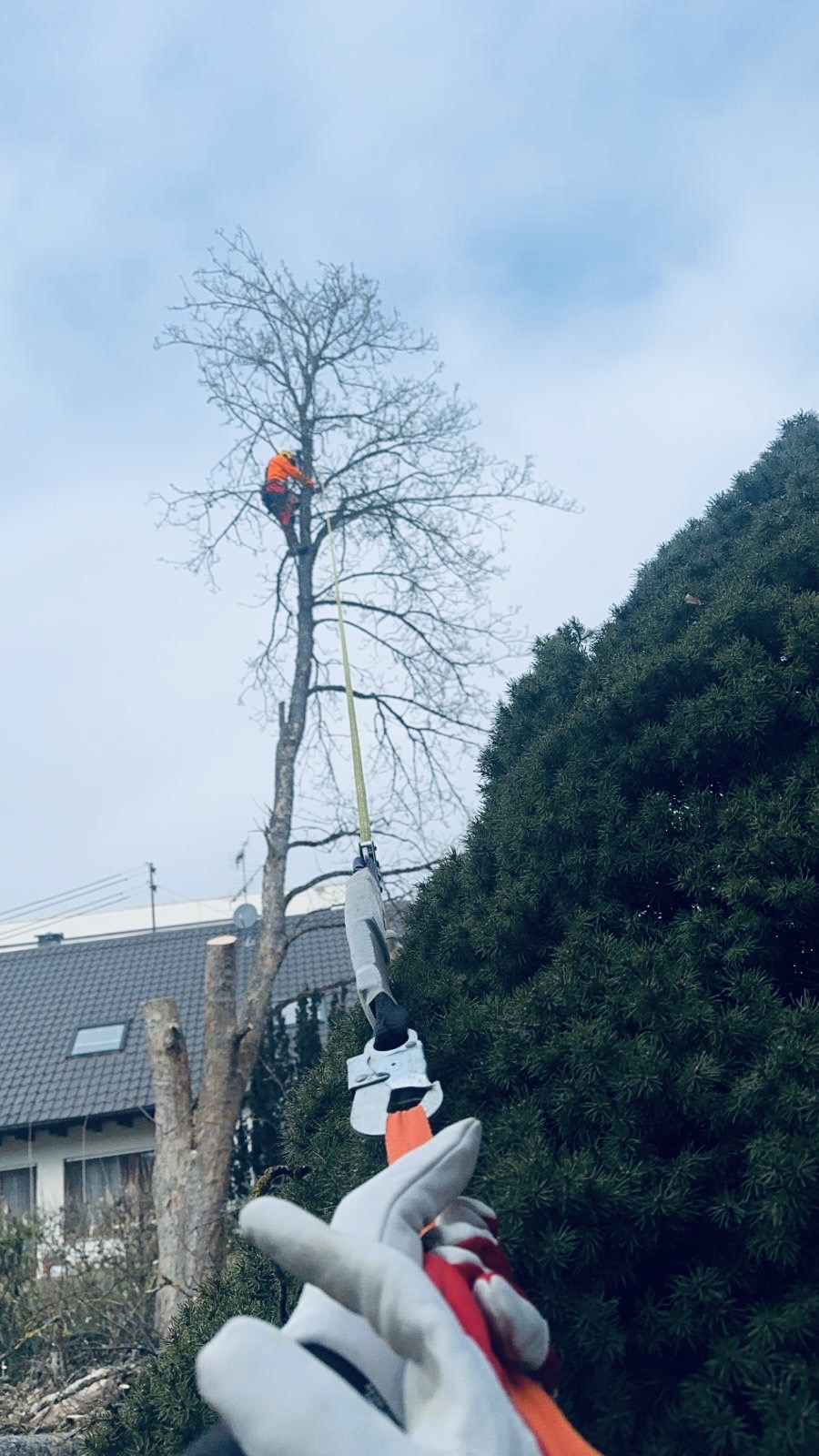 Seilunterstützte Fällung
