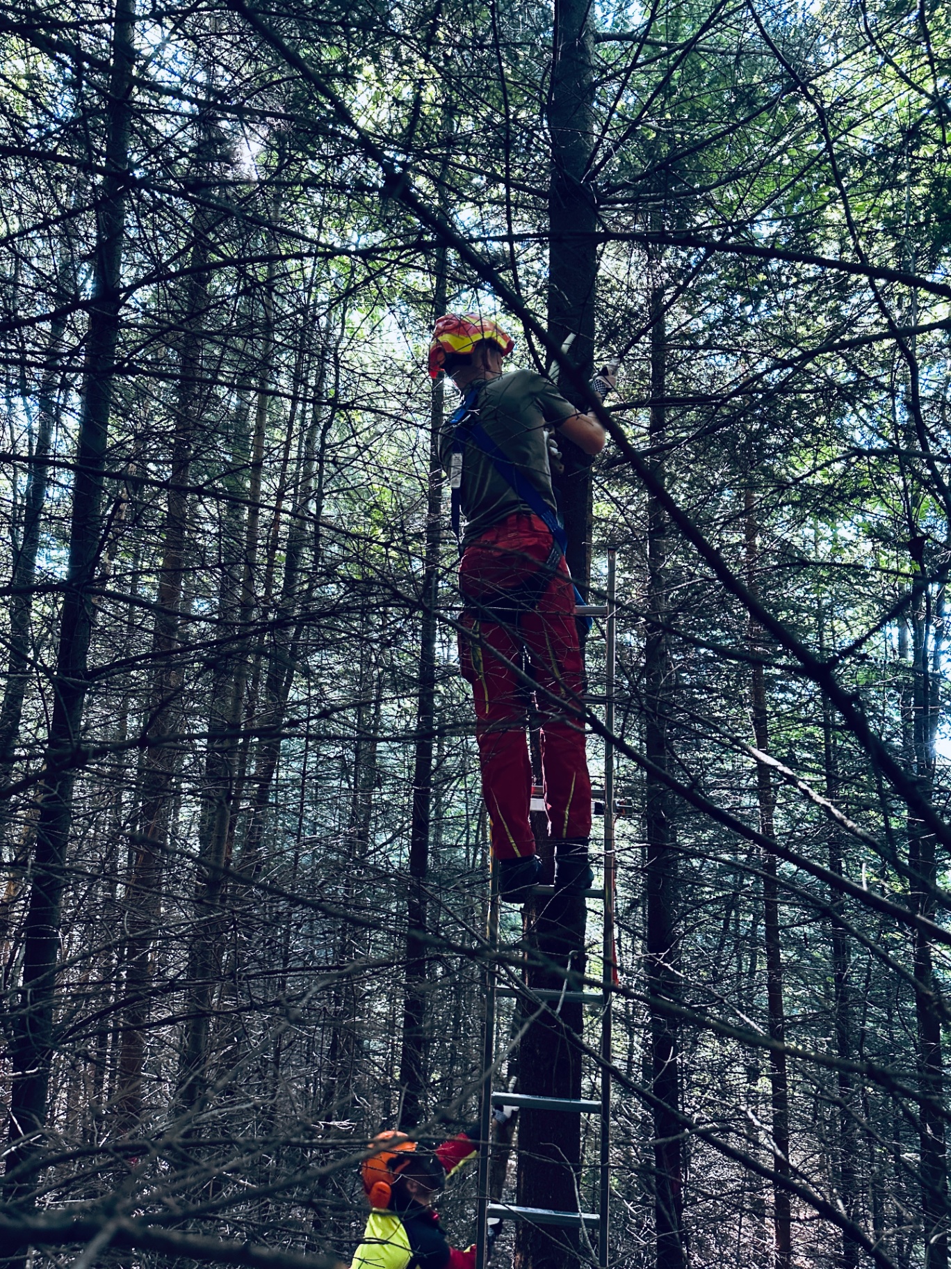 Kletterer im Wald